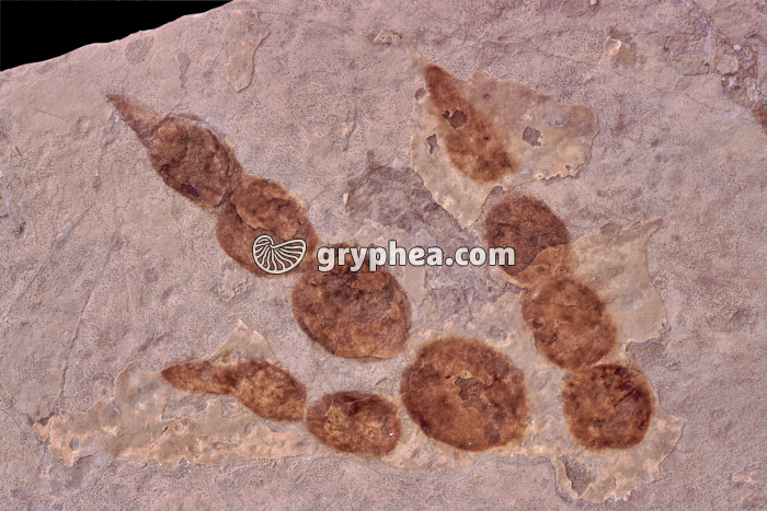 Empreinte de dinosaure - gryphea.com